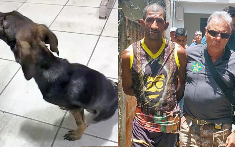 Homem é preso por maus-tratos a animais; filhote ficou paraplégico de tanto apanhar