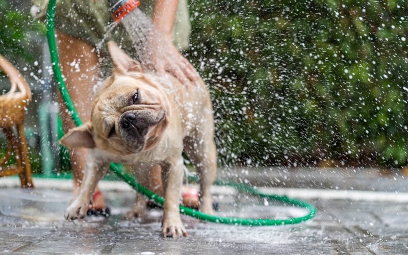 Dias de calor: como cuidar dos pets durante a estação mais quente do ano?