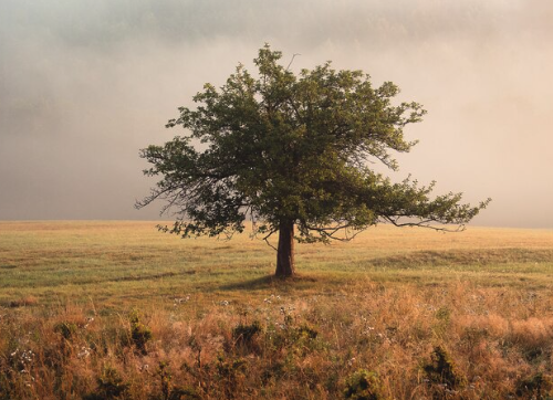 Licenciamento Ambiental: Quando Sua Empresa Precisa?