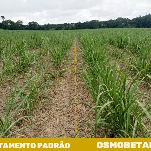 Termoregulador fortalece o canavial durante período de estresse hídrico