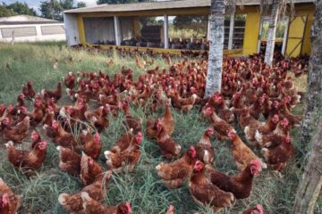 Brasil busca acordo com União Europeia para diminuir restrições ao frango devido