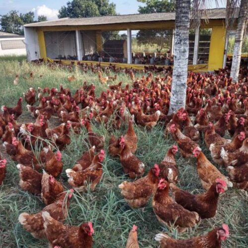 Brasil busca acordo com União Europeia para diminuir restrições ao frango devido