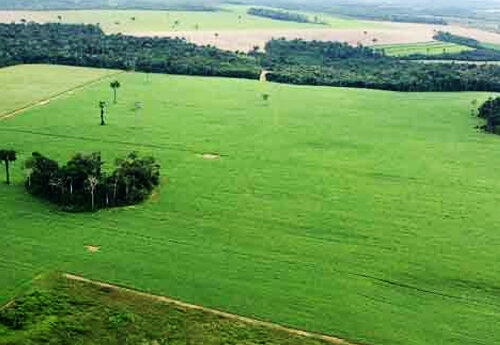 Glenis Gomes Steckel ressalta a importância da recuperação ambiental para o Brasil