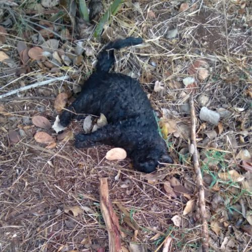 Polícia Civil investiga misteriosa morte de animais causada por envenenamento