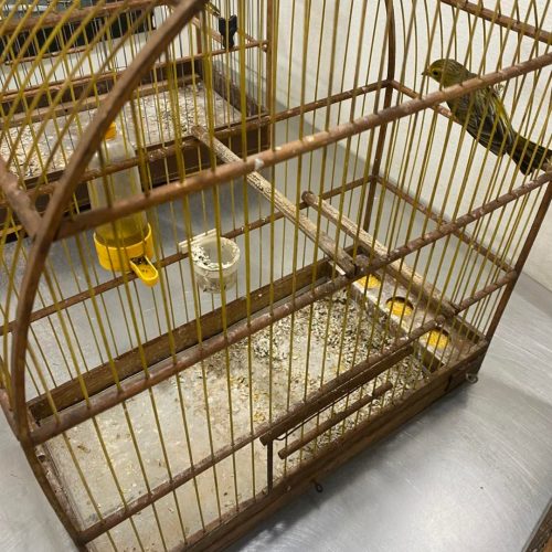 Denúncia de maus-tratos a animais gera investigação policial em Bariri