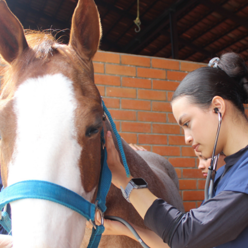 Formação em Medicina Veterinária na Fametro acompanha expansão do setor no Brasil