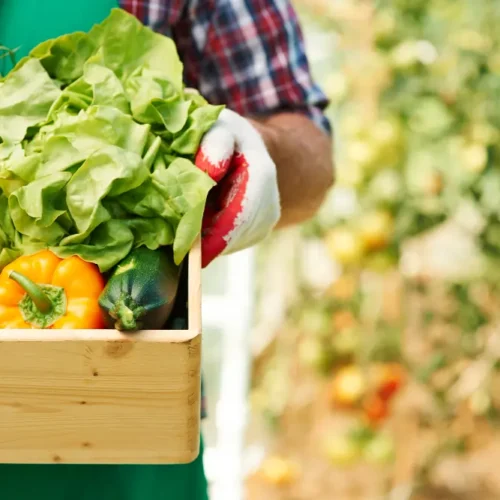A influência dos alimentos orgânicos na qualidade de vida de acordo com Cauê Lopes Martins.